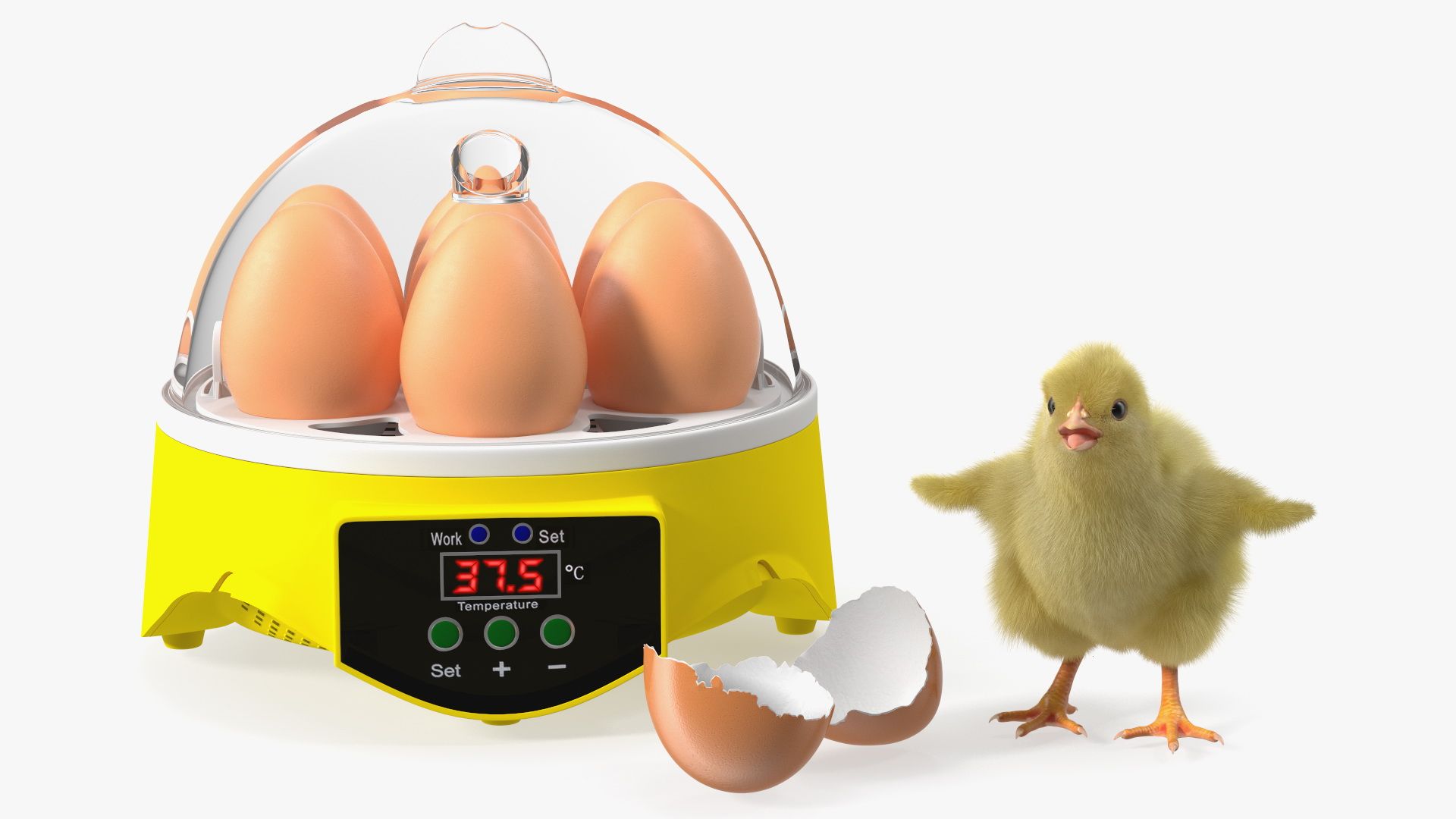 incubatoare pentru oua